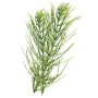 SKRZYP ZIELE 40G